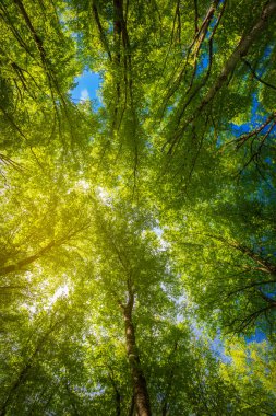 Dağlardaki bahar ormanı