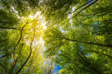 Dağlardaki bahar ormanı