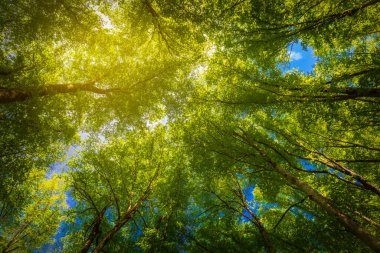 Dağlardaki bahar ormanı