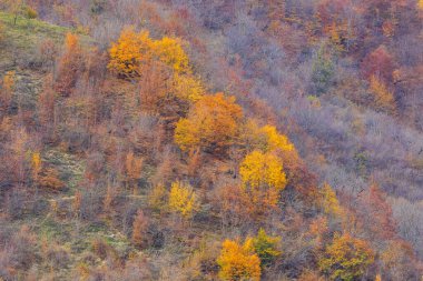 dağda sonbahar renkleri