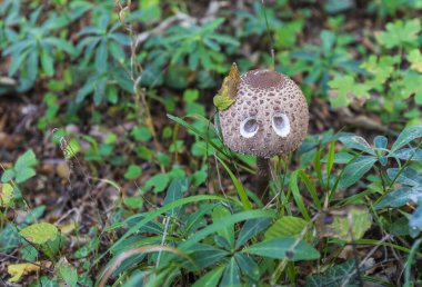 Ormanda büyüyen Macrolepiota clelandii (şemsiye mantarı)