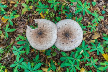 Ormanda büyüyen Macrolepiota clelandii (şemsiye mantarı)