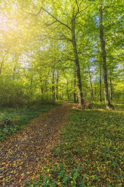 Gün boyunca ormandan geçen patika.