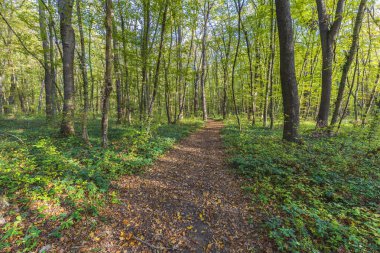 Gün boyunca ormandan geçen patika.