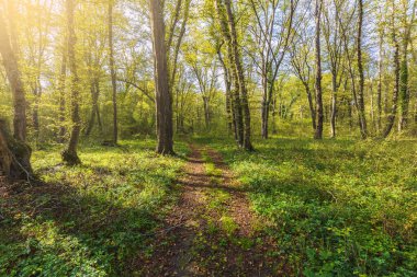 Gün boyunca ormandan geçen patika.