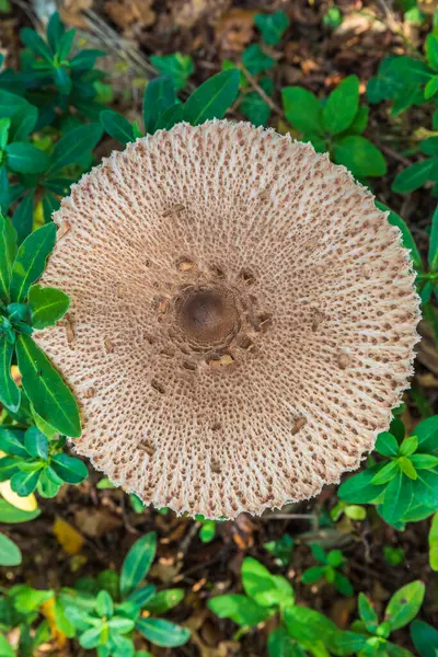 Ormanda büyüyen Macrolepiota clelandii (şemsiye mantarı)