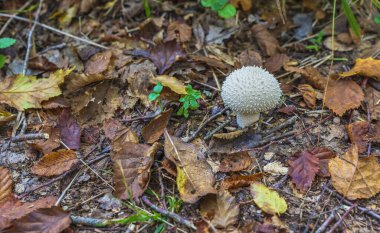Sonbahar ormanında tüy yumağı (Lycoperdon perlatum)