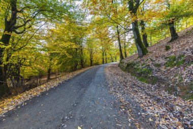 Dağlardaki sonbahar ormanlarından geçen toprak yol.