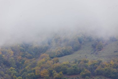 Dağlarda sonbahar ormanı