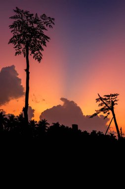 Gün batımının arka planında palmiye ağaçlarının siluetleri