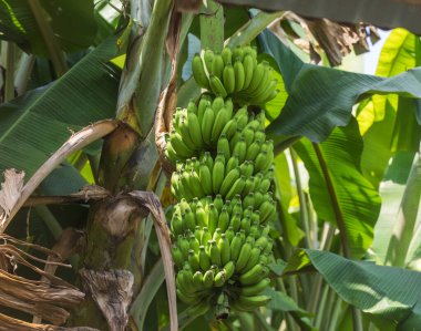 Muz ağacında muz yetiştiriyor