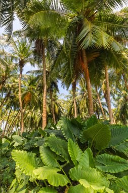 Adadaki palmiye ağaçları ve Alocasia çalıları