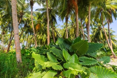 Adadaki palmiye ağaçları ve Alocasia çalıları