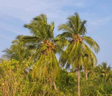 adadaki palmiye ağaçları