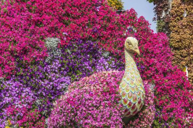 Dubai, BAE - 5 Şubat 2025: Dubai Mucize Bahçesi