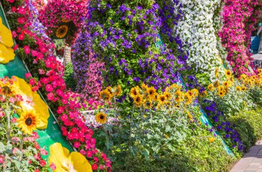 Dubai, BAE - 5 Şubat 2025: Dubai Mucize Bahçesi