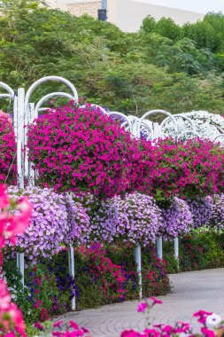 Dubai, BAE - 5 Şubat 2025: Dubai Mucize Bahçesi