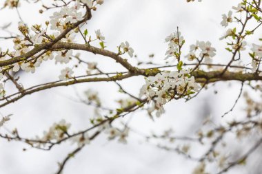 Ormanda kiraz çiçekleri