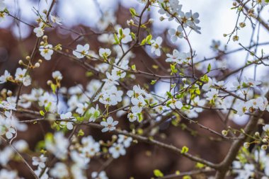 Ormanda kiraz çiçekleri