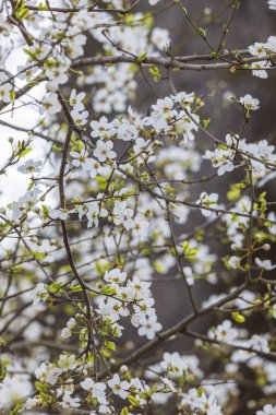 Ormanda kiraz çiçekleri