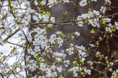 Ormanda kiraz çiçekleri