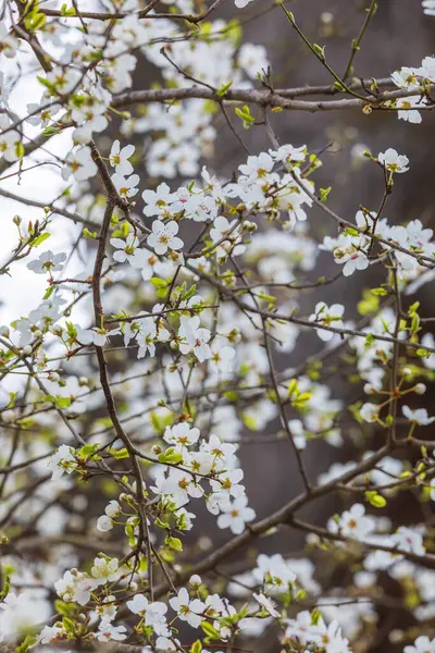 Ormanda kiraz çiçekleri