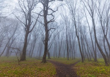 Bahar ormanında sabah sisi