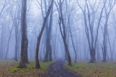 Bahar ormanında sabah sisi