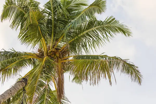 Palmiye ağacında hindistan cevizi meyvesi
