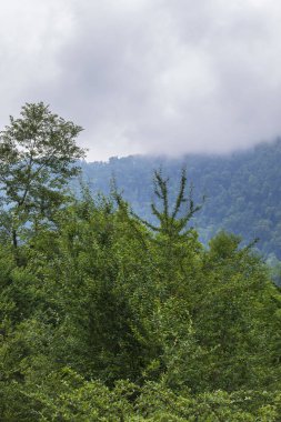 Sim köyünün yakınındaki dağ ormanı.