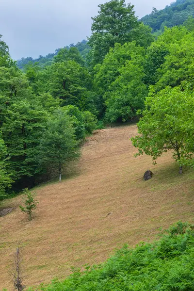 Sim köyünün yakınındaki dağ ormanı.