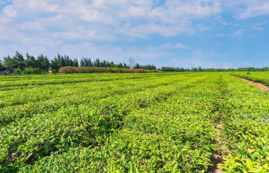 Lankaran şehrindeki çay tarlaları
