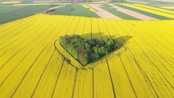 Letecký Pohled Malý Les Tvaru Srdce Obklopený Žlutým Kvetoucím Řepkovým — Stock video