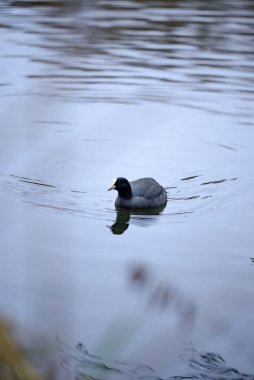 A coot on the pond . High quality photo. portrait, negative space clipart