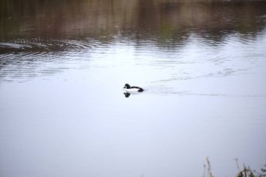 Gölette Bucephala clangula goldeneye. Yüksek kalite fotoğraf, manzara, negatif alan