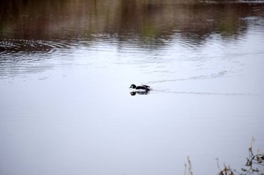 Gölette Bucephala clangula goldeneye. Yüksek kalite fotoğraf, manzara, negatif alan