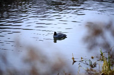 Gölette bir ördek. Yüksek kalite fotoğraf. Portre, negatif boşluk