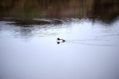 Gölette Bucephala clangula goldeneye. Yüksek kalite fotoğraf, manzara, negatif alan