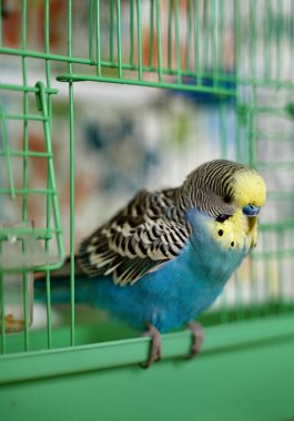 Kafeste oturan muhabbet kuşu papağanı. Yüksek kalite fotoğraf