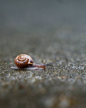 A small snail in shell crawling on road. Copy space. High quality photo clipart