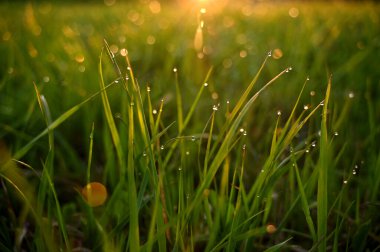 Şafakta çiy damlaları olan otlar. Yüksek kalite fotoğraf