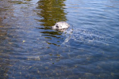 Kopenhag hayvanat bahçesi Kobenhavn 2025 'te liman foku suda yüzüyor. Yüksek kalite fotoğraf