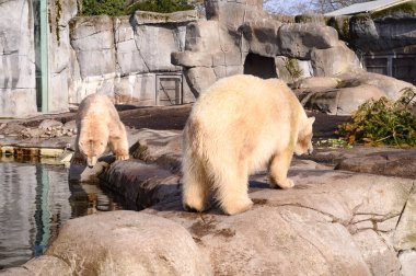 Kopenhag hayvanat bahçesindeki kutup ayıları Kobenhavn 2025. Yüksek kalite fotoğraf