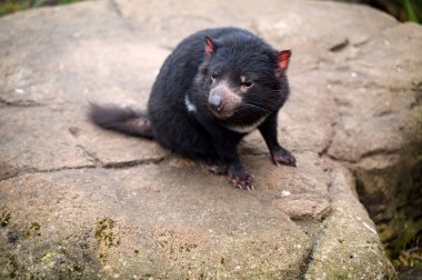 The Tasmanian devil Sarcophilus harrisii purinina in the Copenhagen zoo Kobenhavn 2025. High quality photo clipart