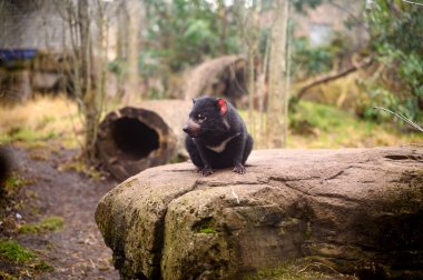 Tazmanya canavarı Sarcophilus harrisii purinina Kopenhag hayvanat bahçesi Kobenhavn 2025 'te. Yüksek kalite fotoğraf