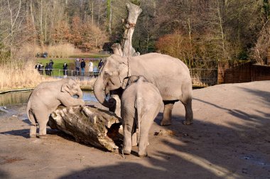 A family of Indian elephants in the Copenhagen zoo Kobenhavn 2025. High quality photo clipart