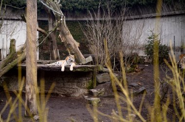 Kopenhag hayvanat bahçesi Kobenhavn 2025 'teki Sibirya veya Amur kaplanları Panthera tigris tigris. Yüksek kalite fotoğraf