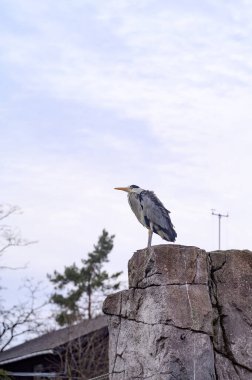 Kopenhag hayvanat bahçesi Kobenhavn 2025 'te yalnız bir gri balıkçıl. Yüksek kalite fotoğraf