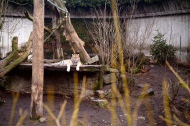Kopenhag hayvanat bahçesi Kobenhavn 2025 'teki Sibirya veya Amur kaplanları Panthera tigris tigris. Yüksek kalite fotoğraf