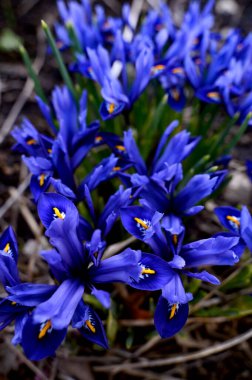 Iris reticulata Harmony cüce süsenleri yakın plan, bir demet mavi çiçek. Yüksek kalite fotoğraf
